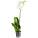 White Phalaenopsis orchid in a pot. Antalya