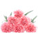 Pink Carnations. Antalya